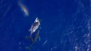 Whales Hawaii December 2017 Part 1 Mavic Pro Footage: Reupload