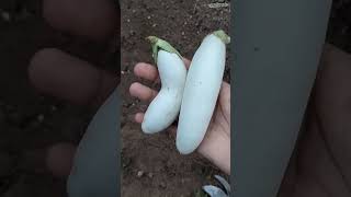 Harvest Spongebeans & Eggplant