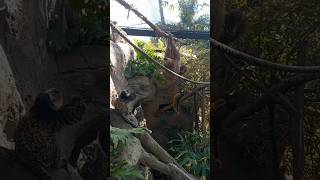 Perezoso 🦥 #shortvideo #funnyanimal #animals