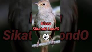 Kicau Sikatan Londo #sikatanlondo #birds #suarapikatampuh #kicaumania