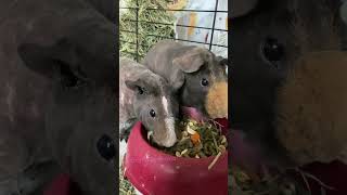 Guinea pigs having dinner #hairless