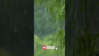 Long Shot of Torrential Rain Fall In a Tropical Forest