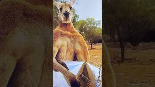 E se um desses aparecesse na sua frente?😳#brasileirosnaaustralia #australia #funny #shorts #kangaroo