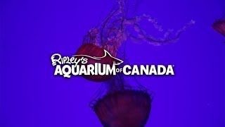 Ripley's Aquarium of Canada 🐟 Toronto, 2017