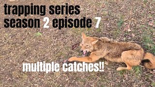 coyote trapping with mb450 trapping series szn 2 ep.7