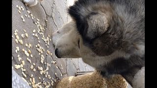 Husky eating corn - featuring cat and rabbit