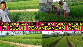 berkunjung ke tempat subcriber,melihat tanaman tumbuh sehat& indah di lahan tadah hujan