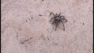 A little tour of the world of the tarantula