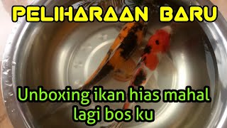 Unboxing Ikan Hias Mahal