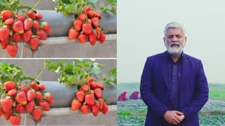 strabory caltivaction in Punjab, punjab, Agriculture, سٹرابری کی کاشت فی ایکڑ منافع