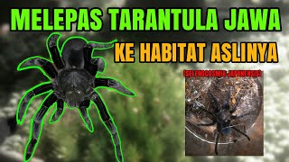 MELEPAS TARANTULA JAWA KEALAM LIAR(SELENOCOSMIA JAVANENSIS)