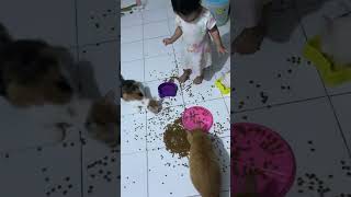 Jadi diserbu kucing😫 #shortvideo #shorts #cat #kucing