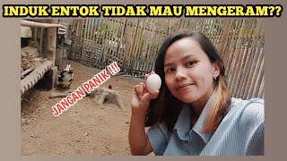 INDUK TIDAK MAU MENGERAM?? TELUR ENTOK TERLANTAR