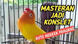 Masteran burung Konslet auto ngek3k panjang