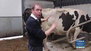 Identifying a Body Condition Score of 2 5 in your Dairy Herd