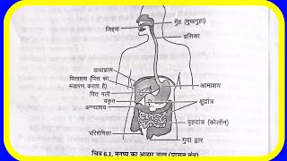 मानव पाचन तंत्र का सचित्र वर्णन// Manav pachan tantra ka sachitra varnan// human digestive system