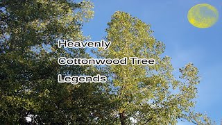 Cottonwood Tree Legends from the Stars to Heavens and Message from Cottonwood Spirit. Tree of Life.