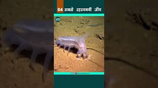 Sea Pig - सबसे रहस्यमयी जीव 04 #shorts #youtubeshorts #shortsvideo