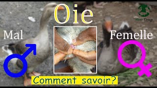 Sexage des Oies : Reconnaitre un male et une femelle oies