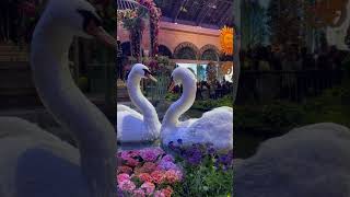 Bellagio #spring2023  #display #foryou #shortvideo #lasvegas #display #bellagio #foryou