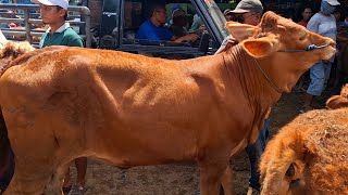 12500‼️LIMUSIN SUPERR CALON JUMBO || Mendekati idhul adha harga hancur || Pasar Tuban