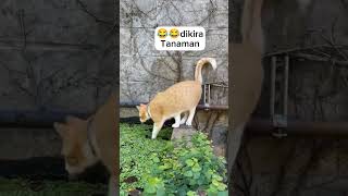 #funny #shorts #automobile #lucu #shortvideo #kucing