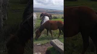 Horses 🐎Wales .