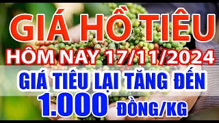 Giá tiêu hôm nay 17/11/2024: tiêu lại tăng đến 1,000 đồng/kg