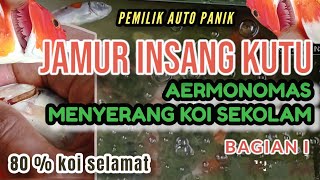 CARA KARANTINA KOI SAKIT JAMUR INSANG AEROMONAS KUTU (KOMPLIKASI) 80% AUTO SEMBUH