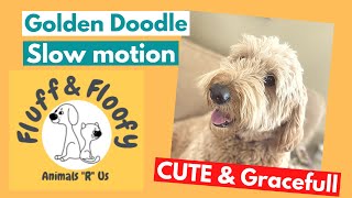 Golden Doodle dog slow motion! Graceful fluffy dog running, jumping & being carried! #shorts