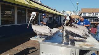 Pelicans feeding at a fish cleaning station 2 - Redondo Beach