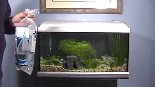 Aquarium Set Up - Adding fish - 1