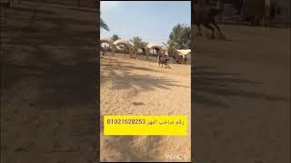 مهر عربي عمر سنتين و٩شهور كنز الزيرمعاه المبايعه ومحقون ميكرو شيب السعر ٣٠الف0102162825