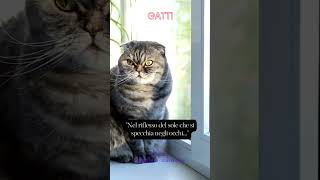 Nel riflesso del sole che si specchia negli occhi #gatto #animali #aforismi #frasedelgiorno