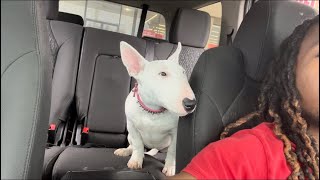 English Bull Terrier In Saint Louis, Missouri (Chosen Sheep Kennels)