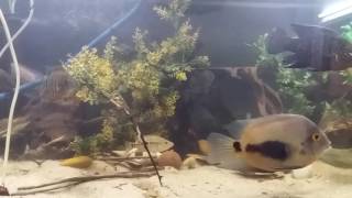 Community  American cichlids with polleni