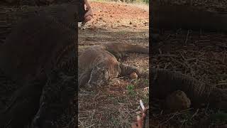 Proses Mengambil Foto Zoom Dengan Komodo Yang Di Lakukan Oleh Naturalist Guide Taman Nasional Komodo