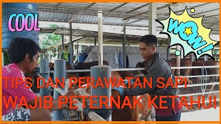 WAJIB TONTON!!! TIPS DAN PERAWATAN SAPI YANG BARU DATANG DI KANDANG LA TAHZAN FARM