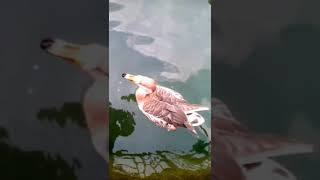 Cute Ducks at Mussoorie Lake