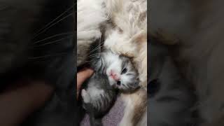 2 weeks old kitten loves belly rub 💕