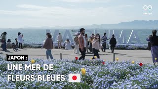 Les némophiles ont commencé à s'épanouir à Osaka