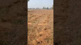 Village khet vlogs 🏘️🏡🏠🏡 #shorts #village