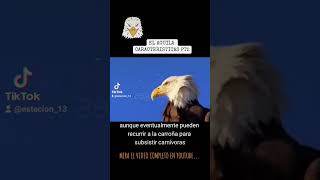 La Sorprendente Aguila(Características) 🦅❤ #shorts #Aguilas #animales. #curiosidades #tiktoks #aves