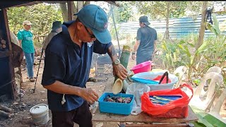 PANSUH IKAN TAPAH, IKAN KELI SUNGAI DAN UDANG BERSAMA TEAM DI PONDOK KEBUN AKI NANGKA //