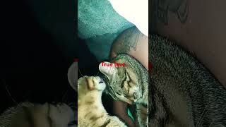 Kitty love #kitty #shortsvideo #fyp #viralvideo #viralshorts #cat #relaxing #relaxingmusic #travel