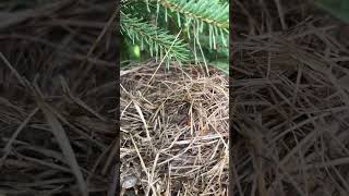 How do Robin’s build nests? #birds #nests #backyardanimals