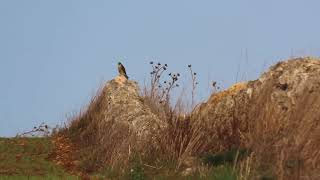 Un breve video del Falco pellegrino / Falco peregrinus