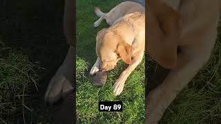 Day 89 until my dog gets 1k subscribers