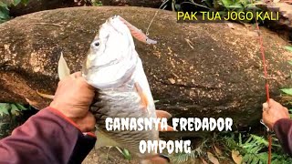 Ganasnya Predator Ompong