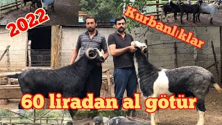 ADANA KOZAN 23.06.2022 KURBANLIK FİYATLARI #kurbanlik #2022kurbanlıkfiyatları#kurbanpiyasasi#bayram